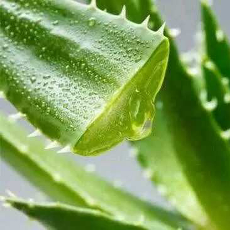 芦荟香精